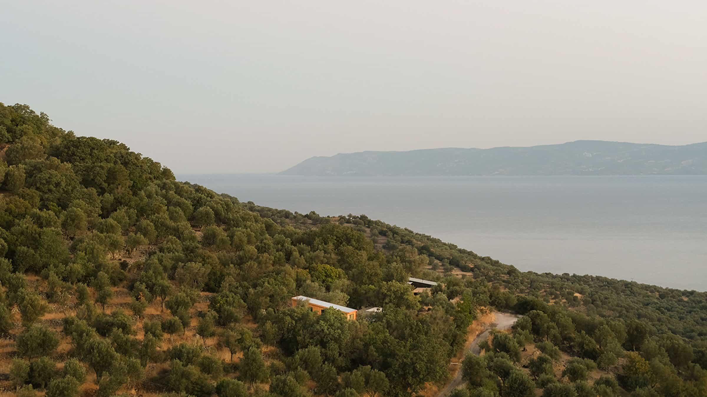 Hermitage Sykaminea