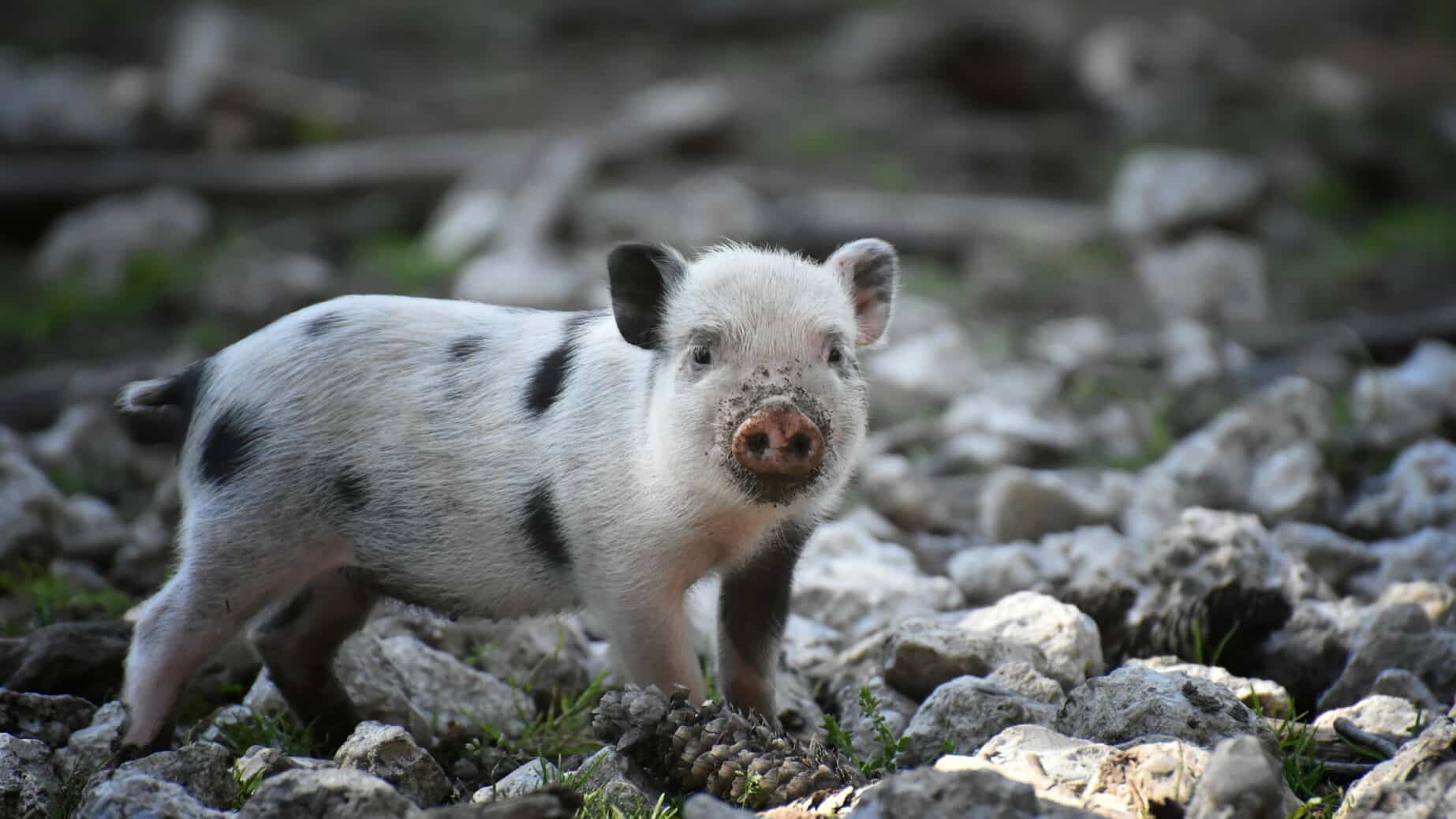 Wie ich einmal ein Schwein beherbergte