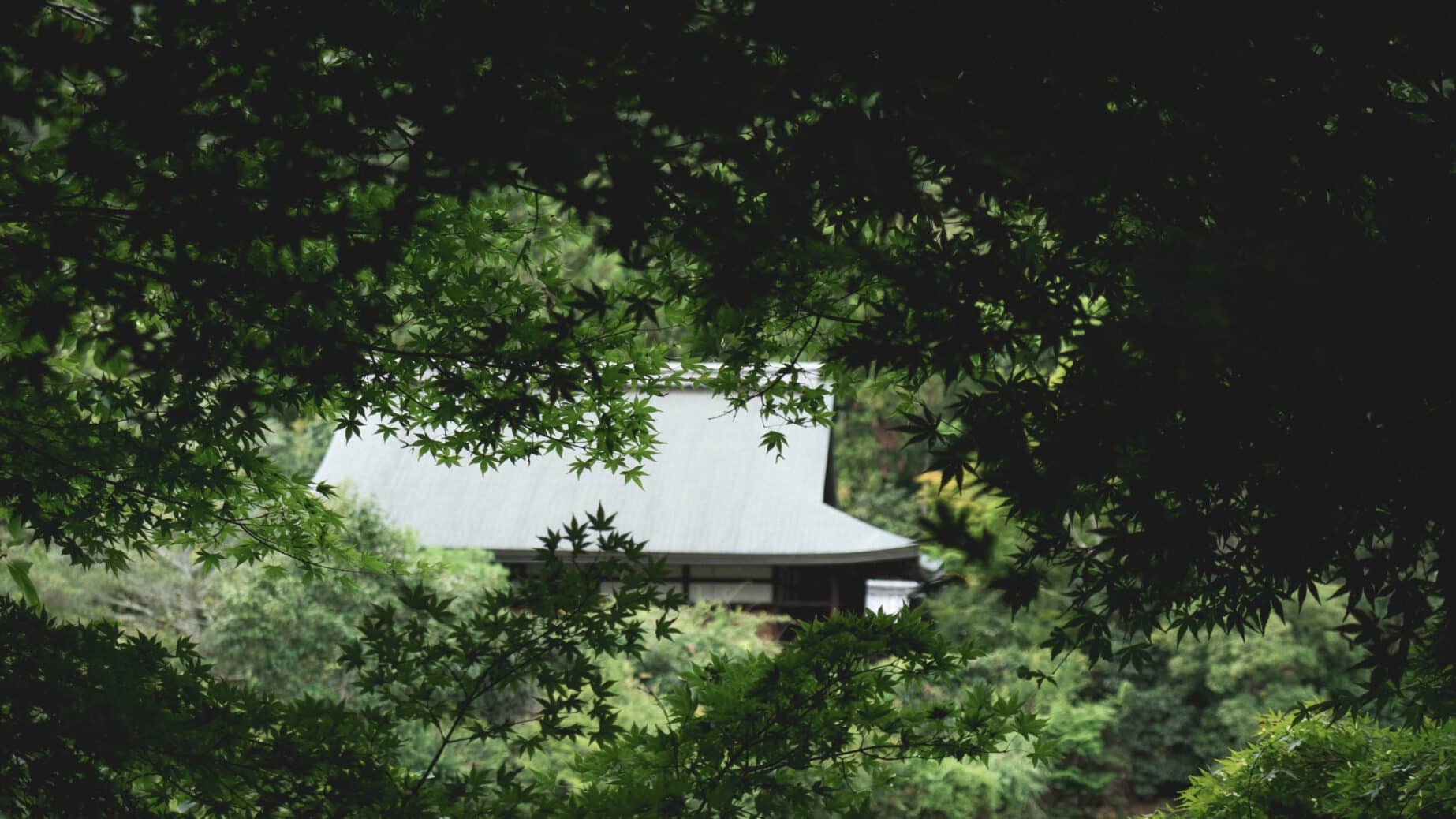 Lesetipp: Baum gesucht. Wie das Haus durch einen Baum gewinnt