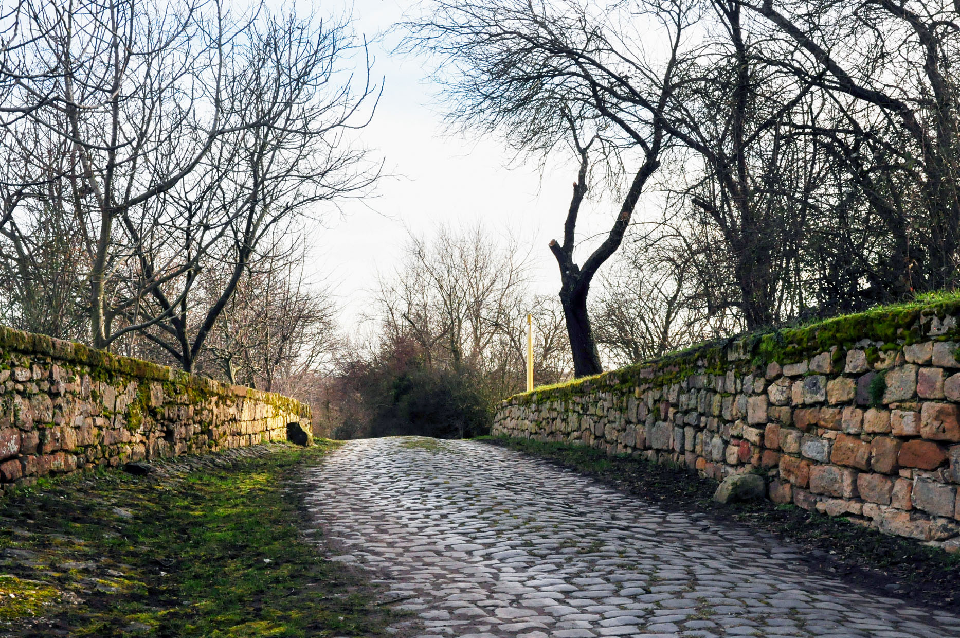 Schockelgaul
