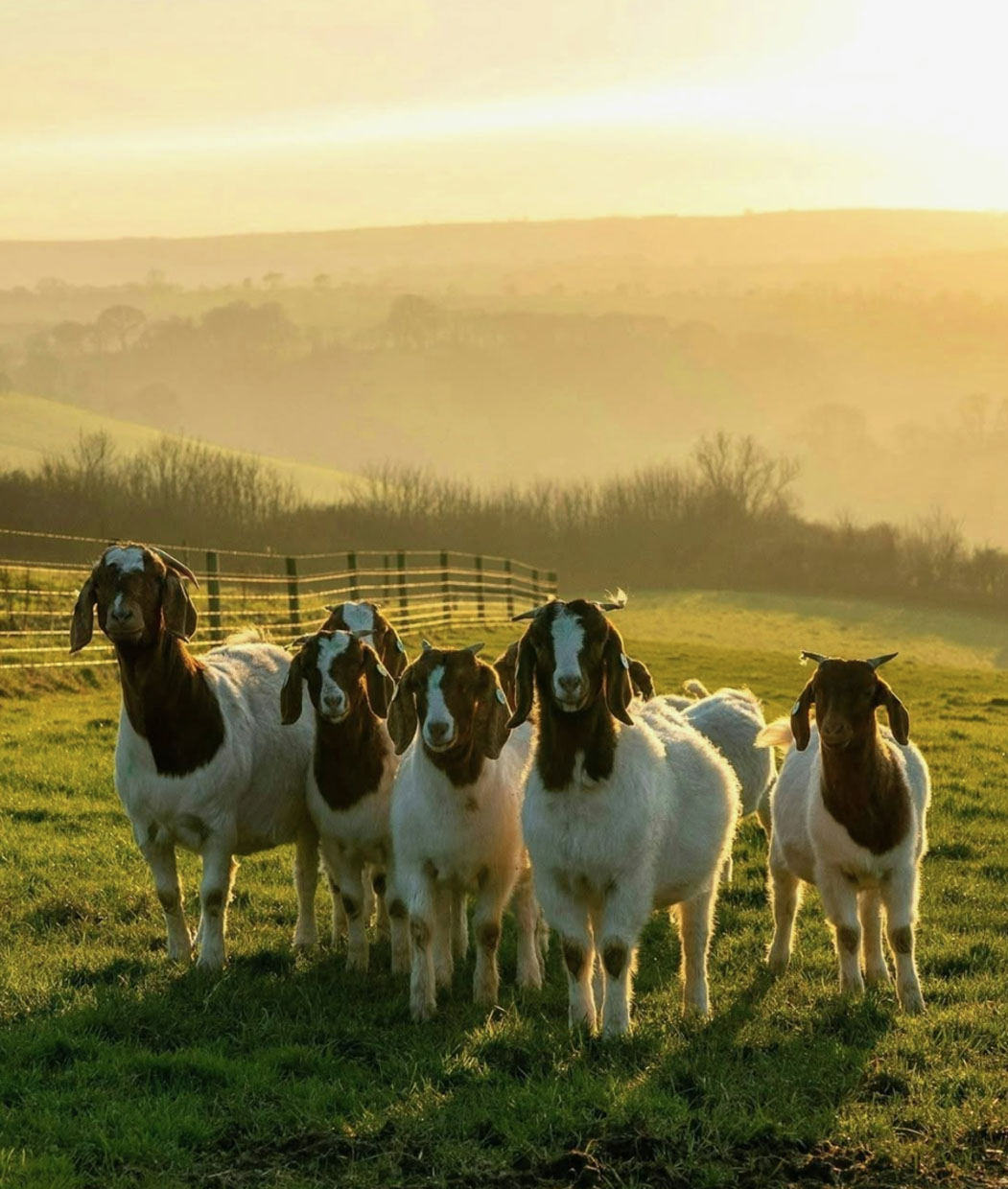 Fowlescombe Farm