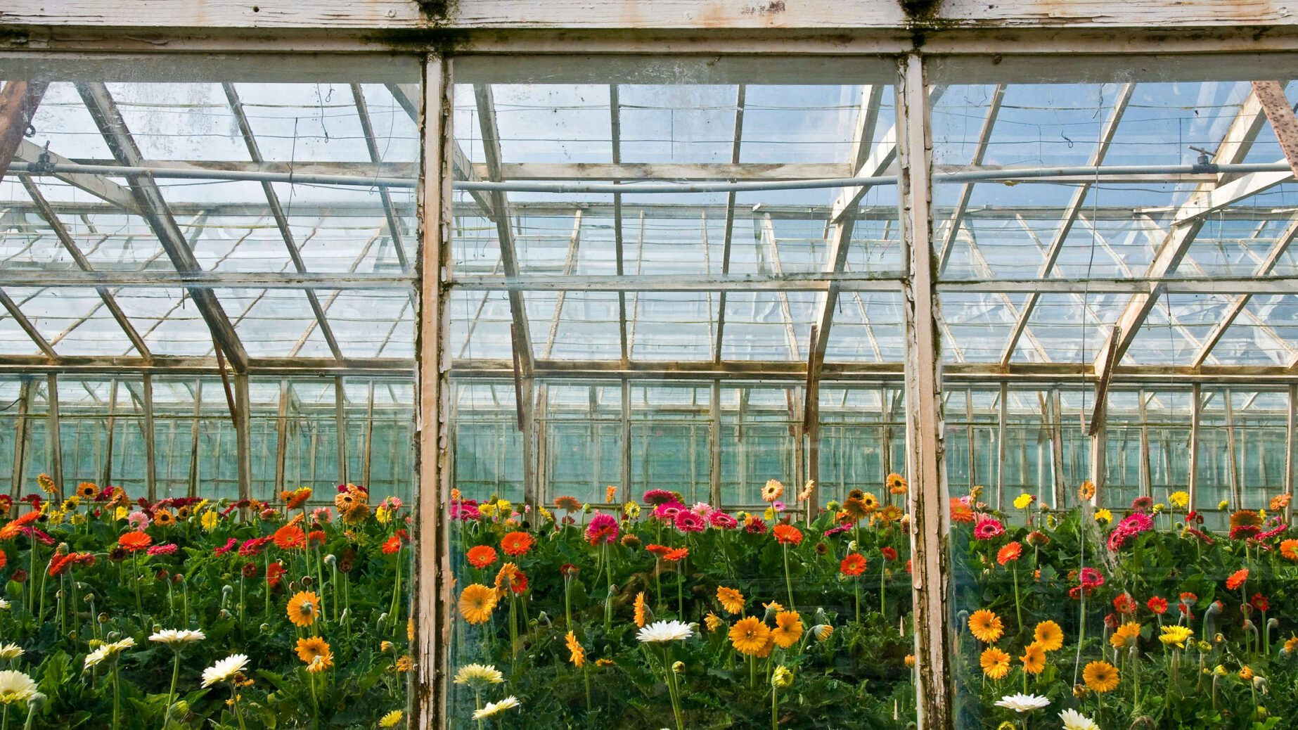 Flowers, Please!